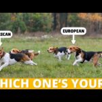 13-inch vs 15-inch Beagle: Which Size is Right for You?