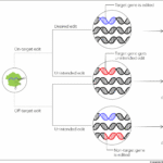 Adult Film Pregnancies: Ethical Concerns & Safety Debate