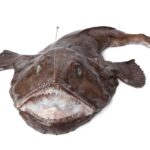 Anglerfish: Deep Sea Delicacy & Sustainable Seafood