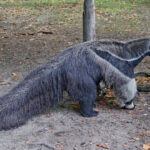 Anteaters: Why They Don’t Make Good Pets
