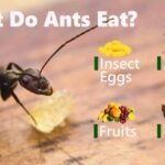 Ants’ Diverse Diet: Carrion Consumption & Colony Growth