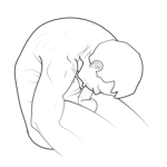 Autofellatio: Understanding Diverse Sexual Behaviors