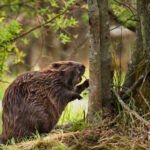 Beaver Farms: Ethics & Sustainability in Fur Production