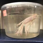 Betta Fish: Why Small Cups Are Harmful