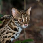 Big Cats: Why Domestication Remains Elusive