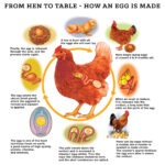 Bird Egg Laying: Process & Comfort for Hens