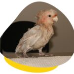 Bird Feather Diseases: Causes, Symptoms & Treatment