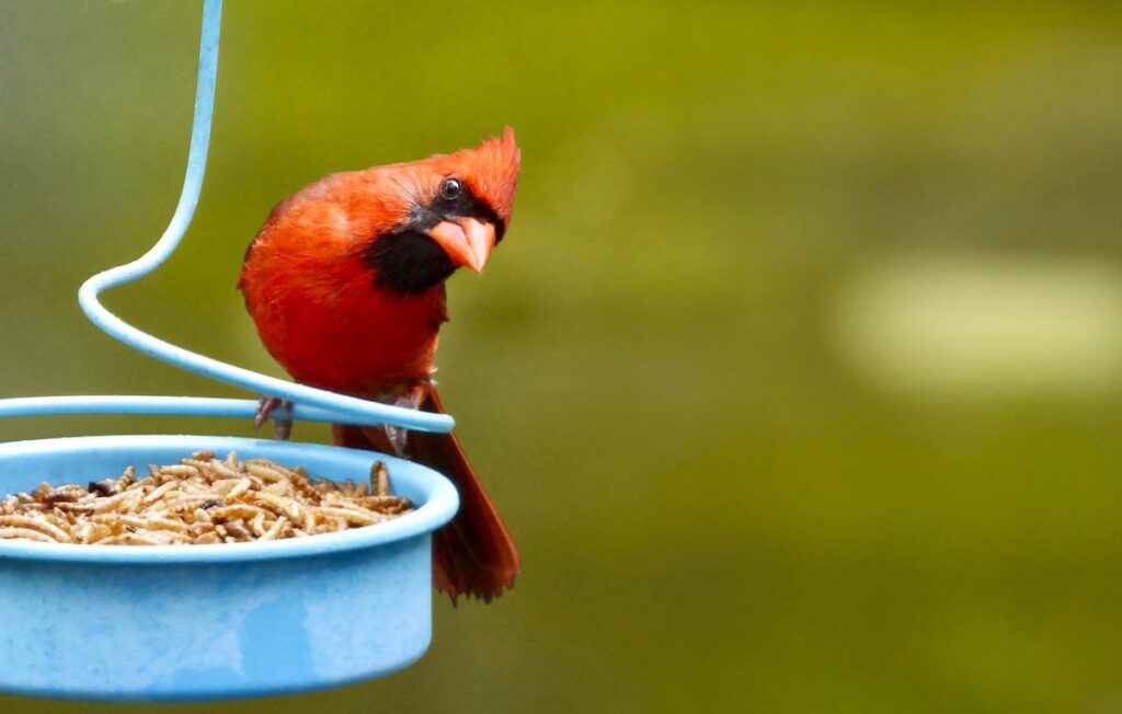 Bird Sense of Smell: Finding Food & Birdseed