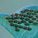 Black Eggs in Green Grass: A Curious Sight