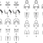 Blonde Pubic Hair: Facts, Genetics & Variations