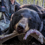 Buckshot for Bear Defense: Effectiveness & Safety Tips
