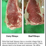 Bull Meat vs Cow Meat: Flavor & Differences Explained