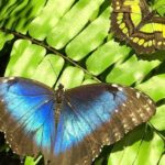 Butterfly Names: Origins & Meaning of “Butter-Colored Fly”