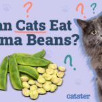Can Cats Eat Lima Beans? What You Need To Know