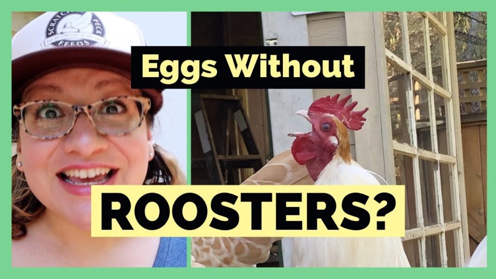 Can Chickens Lay Eggs Without a Rooster?  Yes!