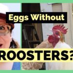Can Chickens Lay Eggs Without a Rooster?  Yes!