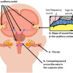 Can People Hear You Chewing? The Science Explained