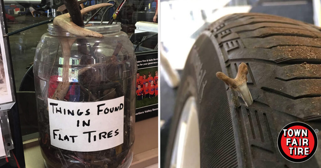 Can Porcupine Quills Puncture Tires?  Here’s the Truth