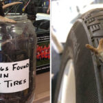 Can Porcupine Quills Puncture Tires?  Here’s the Truth