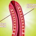 Can You Crack Your Penis? The Truth About This Myth