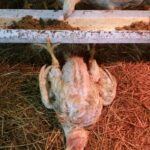 Can You Eat Chicken That Died of Old Age? Safety Tips