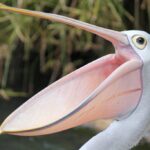 Can You Eat Pelican Meat? What To Know