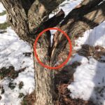Can You Glue a Broken Tree? Repair Techniques Explained