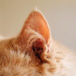 Cat Ears: Evolutionary Marvels for Survival and Sound
