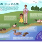 Cat Food for Ducks & Geese: Why It’s Harmful