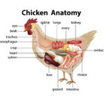 Chicken Anatomy: The Cloaca Explained