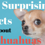 Chihuahua Intelligence: Debunking Myths & Traits
