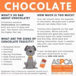 Chocolate Toxicity: Dangers for Pets & Livestock