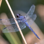 Control Mosquitoes Naturally: Buy Live Dragonflies Online