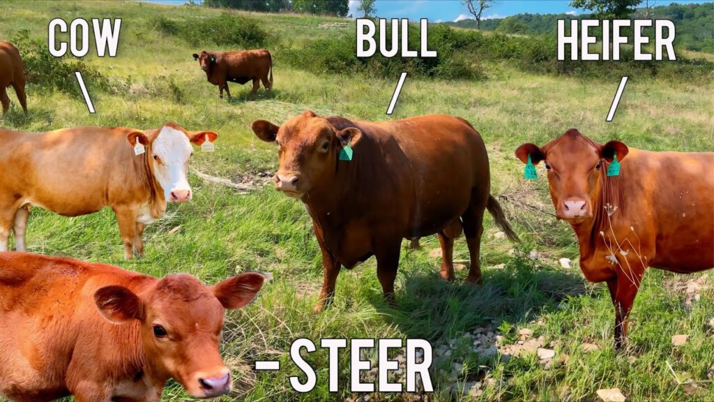Cows vs Bulls: What’s the Difference in Beef?