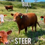 Cows vs Bulls: What’s the Difference in Beef?