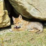 Coyote Dens: Where These Wild Dogs Rest & Hide