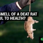 Dead Animal Smell: Causes & The Pungent Odor