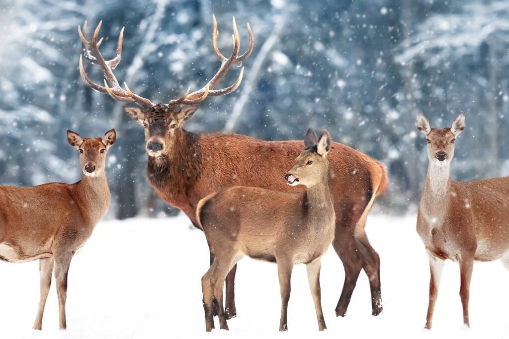 Deer Adaptations for Cold Weather Survival