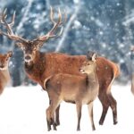 Deer Adaptations for Cold Weather Survival