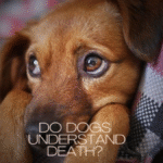 Do Dogs Understand Death When Playing?
