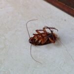 Do Roaches Smell Death? How They React to Deceased Cockroaches