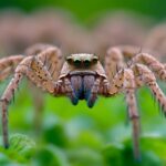 Do Spiders Feel Pain? The Truth About Arachnids
