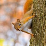 Do Squirrels Bury Their Dead? Folklore & Instinct