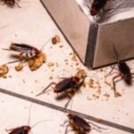 Does Marijuana Attract Cockroaches? The Truth Revealed