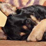 Dog Covering Eyes With Paws: Causes & When to Worry