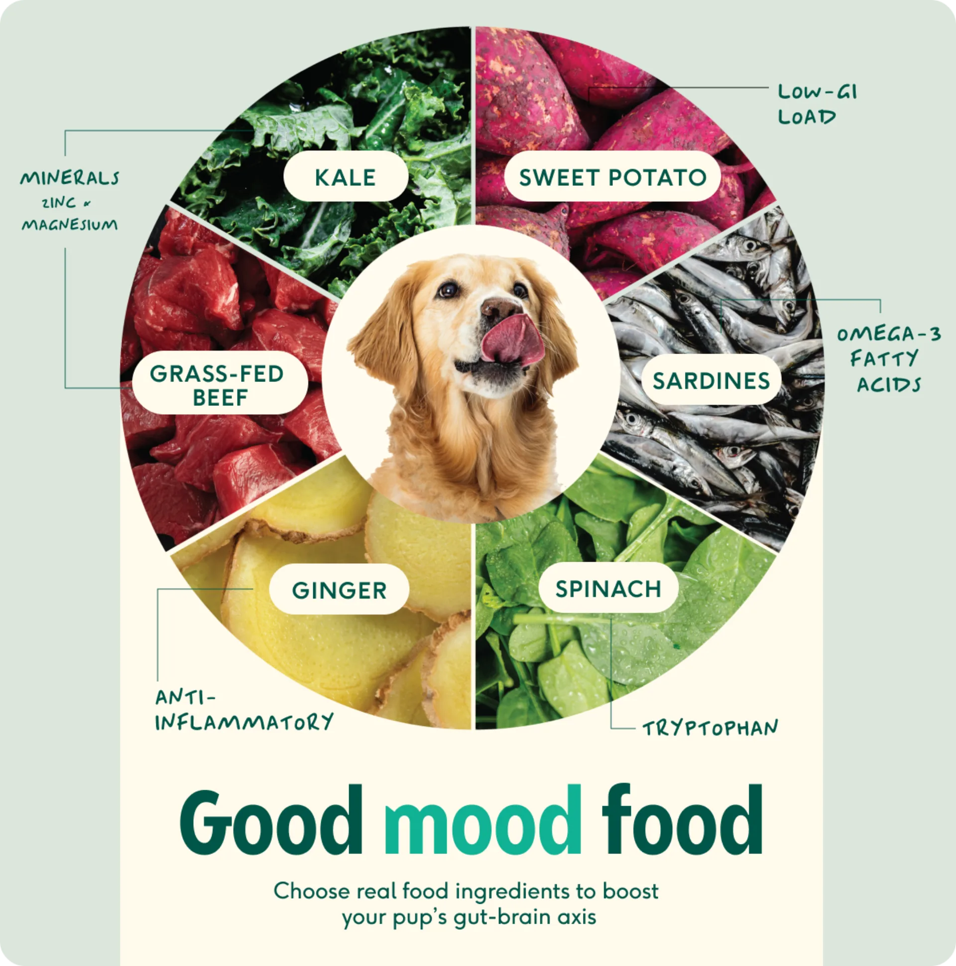 Dog Food Variety: Beat Boredom & Boost Appetite