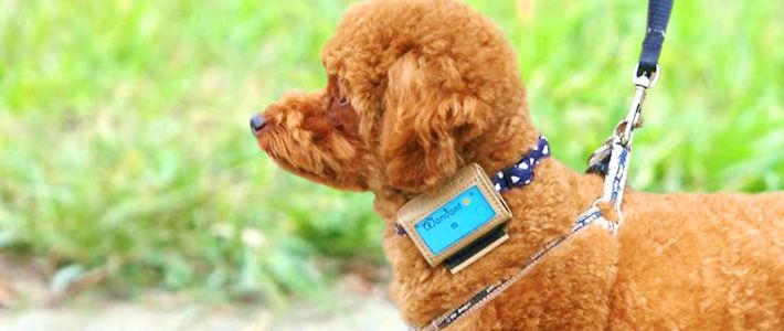 Dog Steps Calculator: Convert Human Steps to Canine Paces