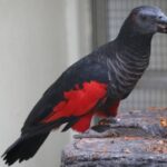 Dracula Parrot Price Guide: Costs & Factors to Consider