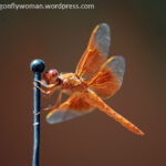 Dragonflies Hovering on Cars: Why They’re There