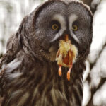 Eating Owls: Is It Safe, Legal, and Ethical?